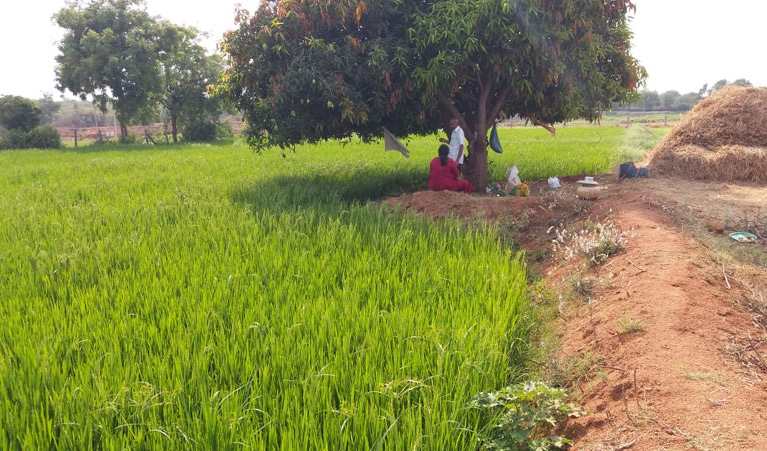 agricultural lands